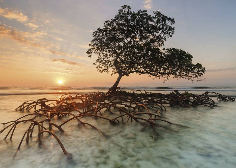 Red Mangrove